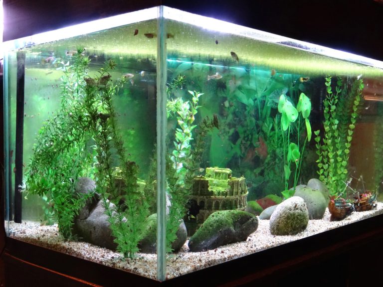 Condensation In Fish Tank