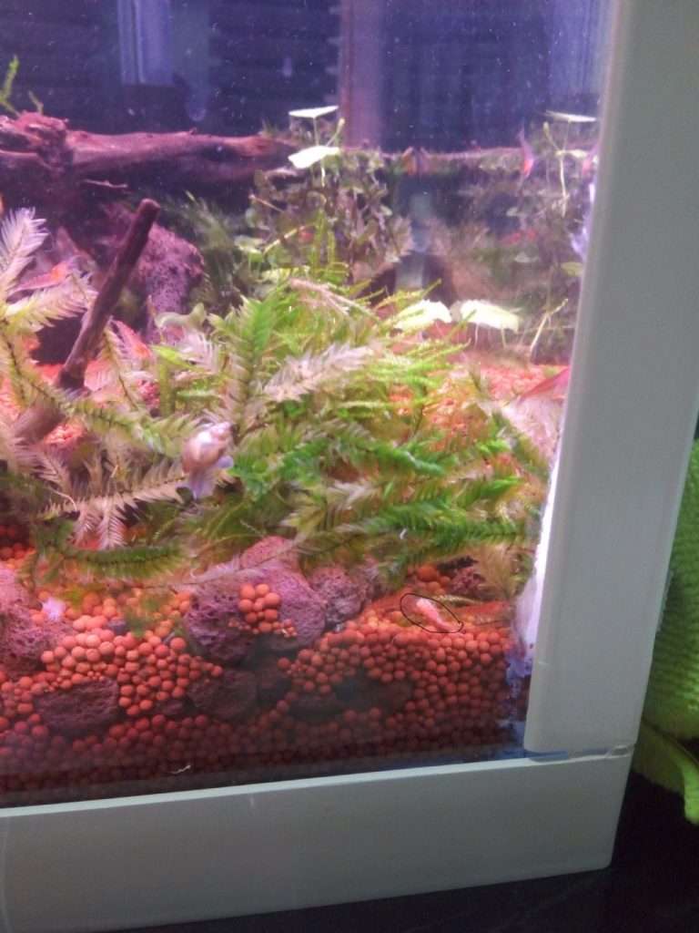 Copepods In Shrimp Tank