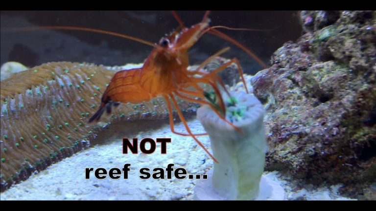 Do Peppermint Shrimp Eat Algae