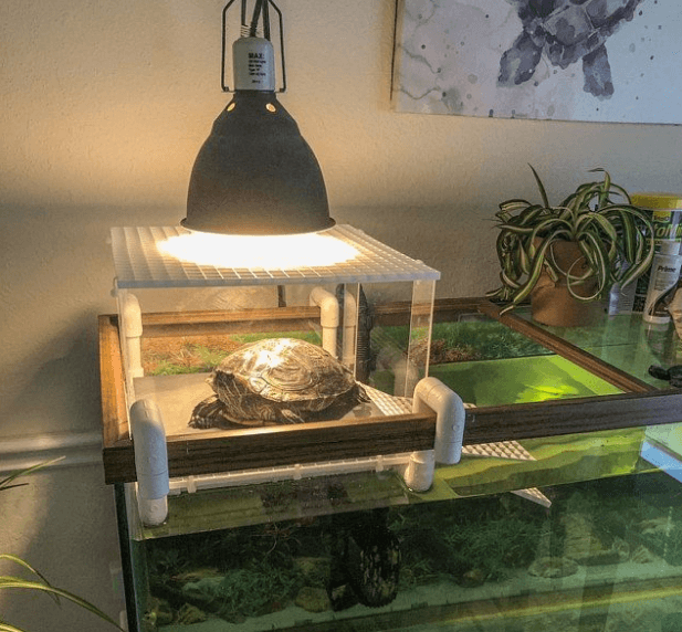 Do Turtles Need A Heat Lamp