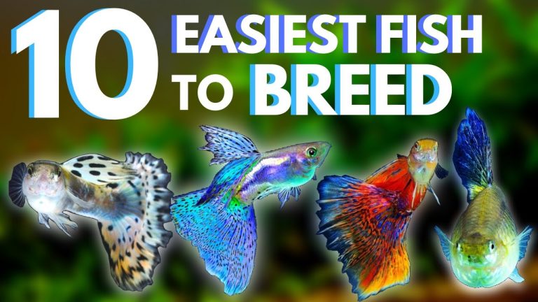 Easiest Fish To Breed
