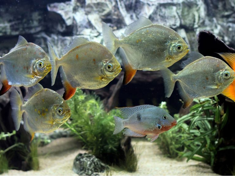 Fastest Growing Aquarium Fish
