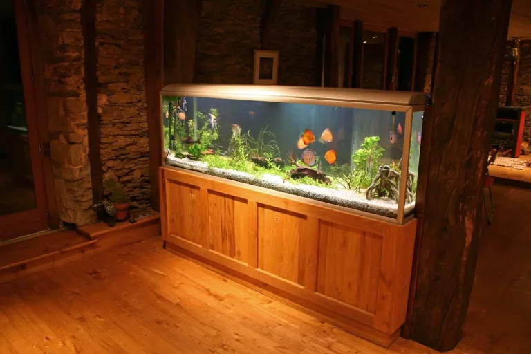 Fish Tank Setup Ideas