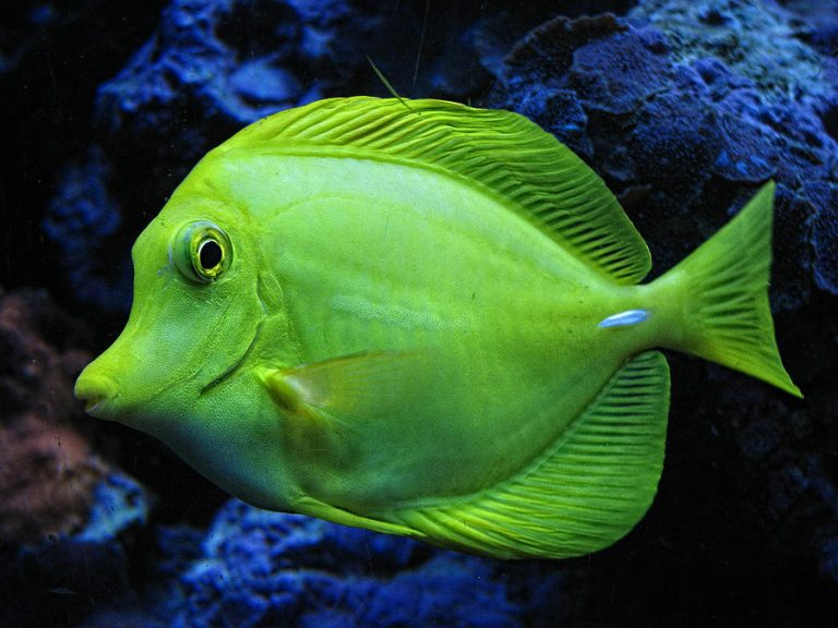 Green Tropical Fish