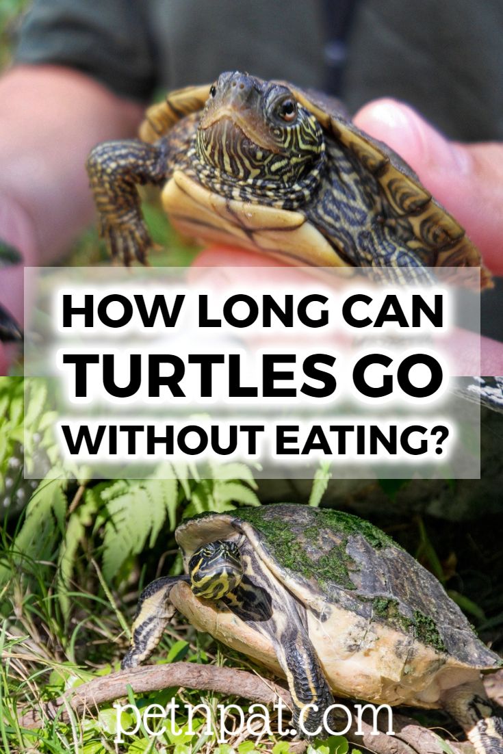 How Long Can Turtles Go Without Food