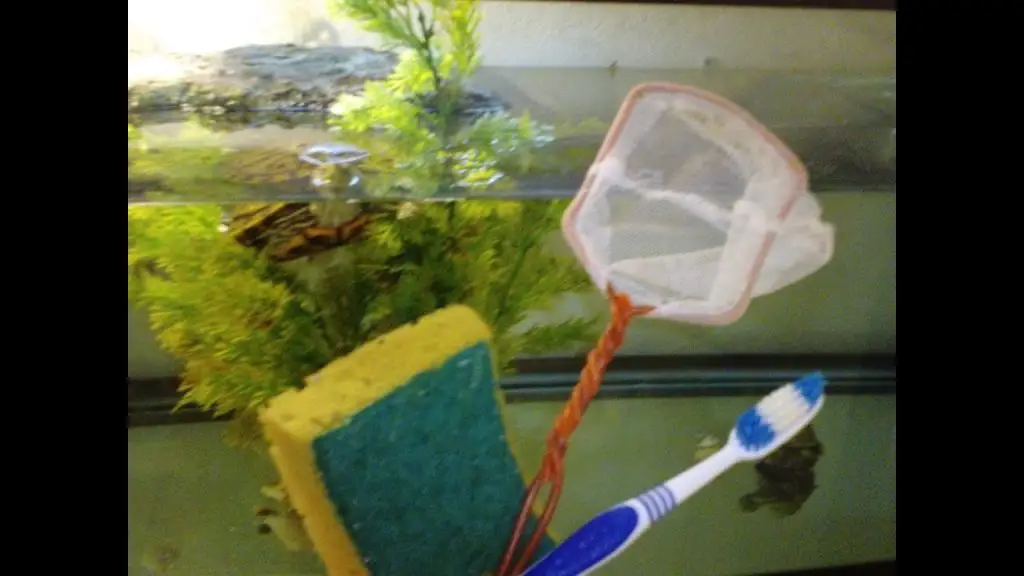 How To Clean A Turtle Tank Aquariuman   How To Clean A Turtle Tank 8949717 1024x576 