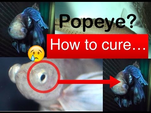 How To Cure Popeye In Betta Fish