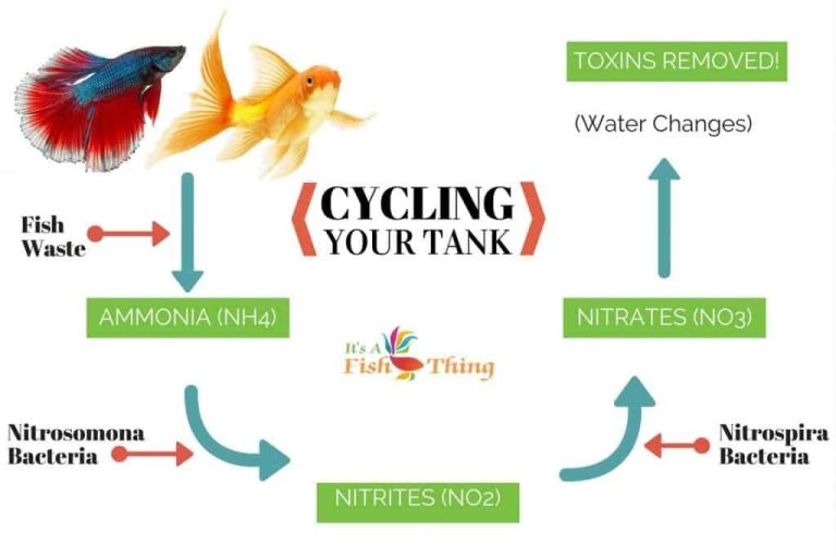 How To Cycle A Fish Tank