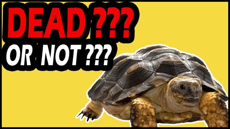 How To Tell If Your Turtle Is Dead