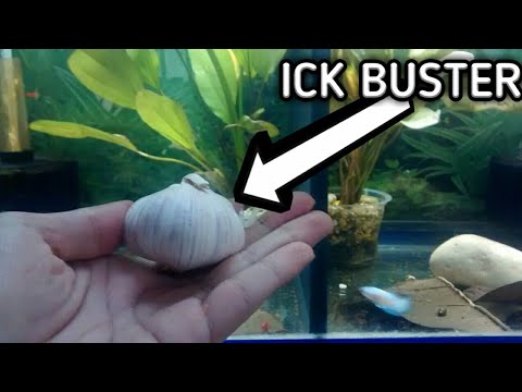 How To Treat Ich In A Reef Tank With Garlic