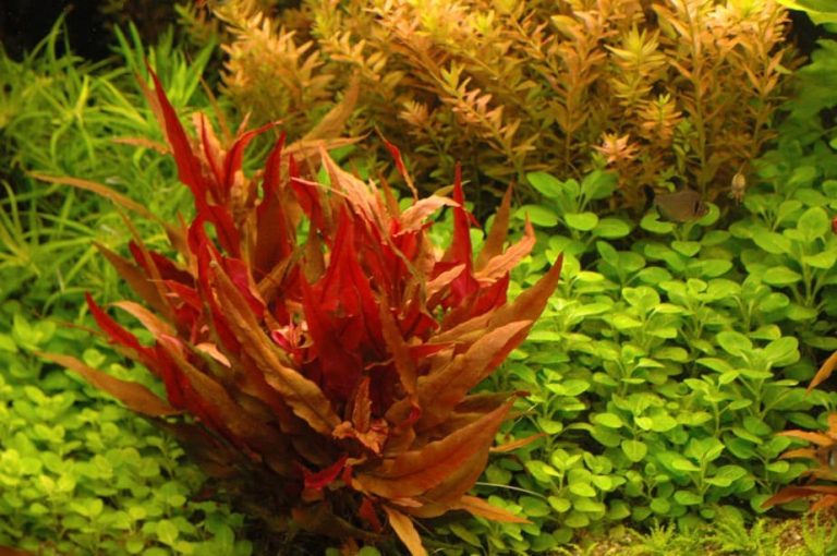 Is Red Light Good For Aquarium Plants