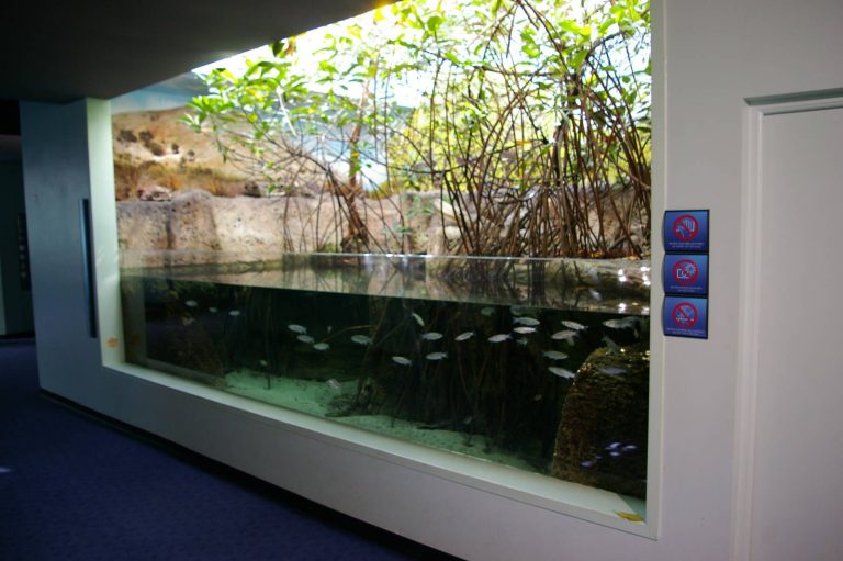 Mangrove Aquarium Plants