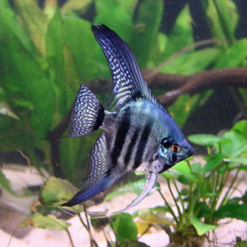 Neon Blue Zebra Angelfish