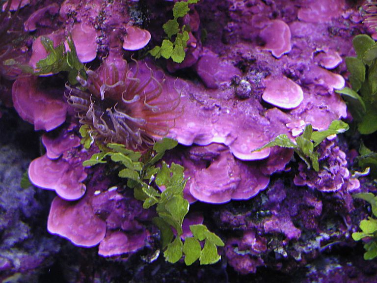 Purple Algae In Saltwater Tank