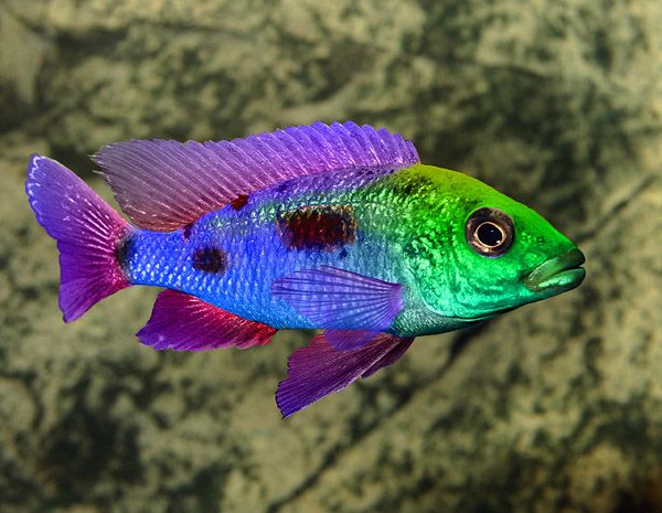 Rainbow Ram Fish