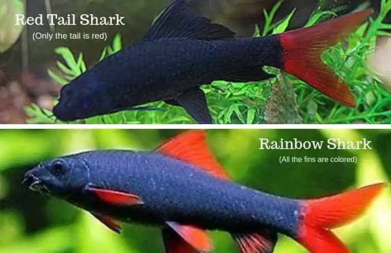 Red Tailed Shark Vs Rainbow Shark