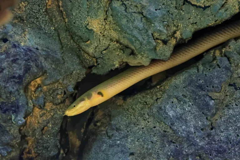 Rope Fish With Cichlids