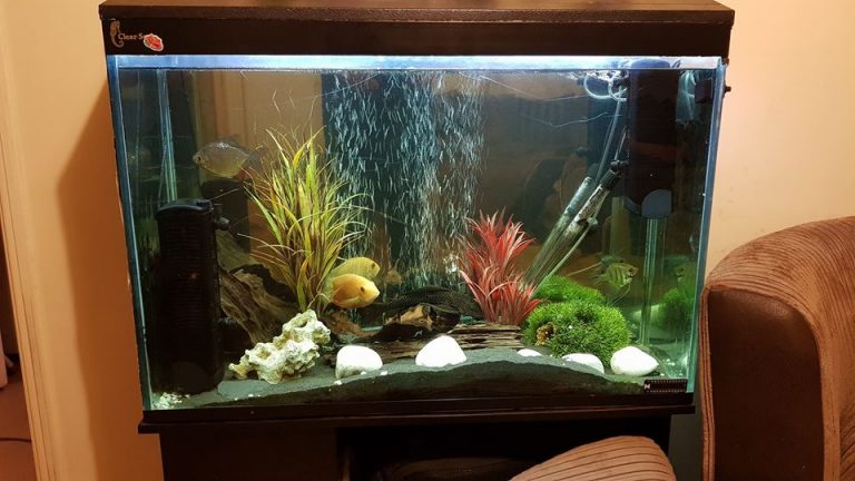 Should A Fish Tank Filter Be Fully Submerged