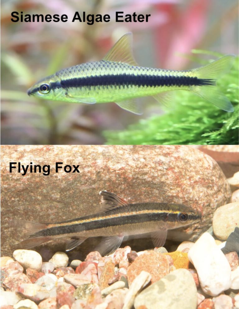 Siamese Algae Eater Vs Flying Fox