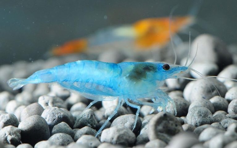 Sky Blue Velvet Shrimp