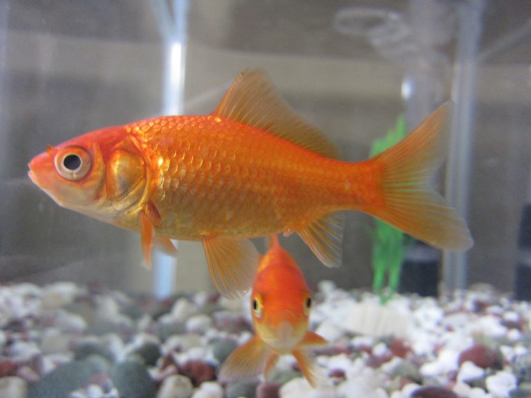 Small Goldfish Types