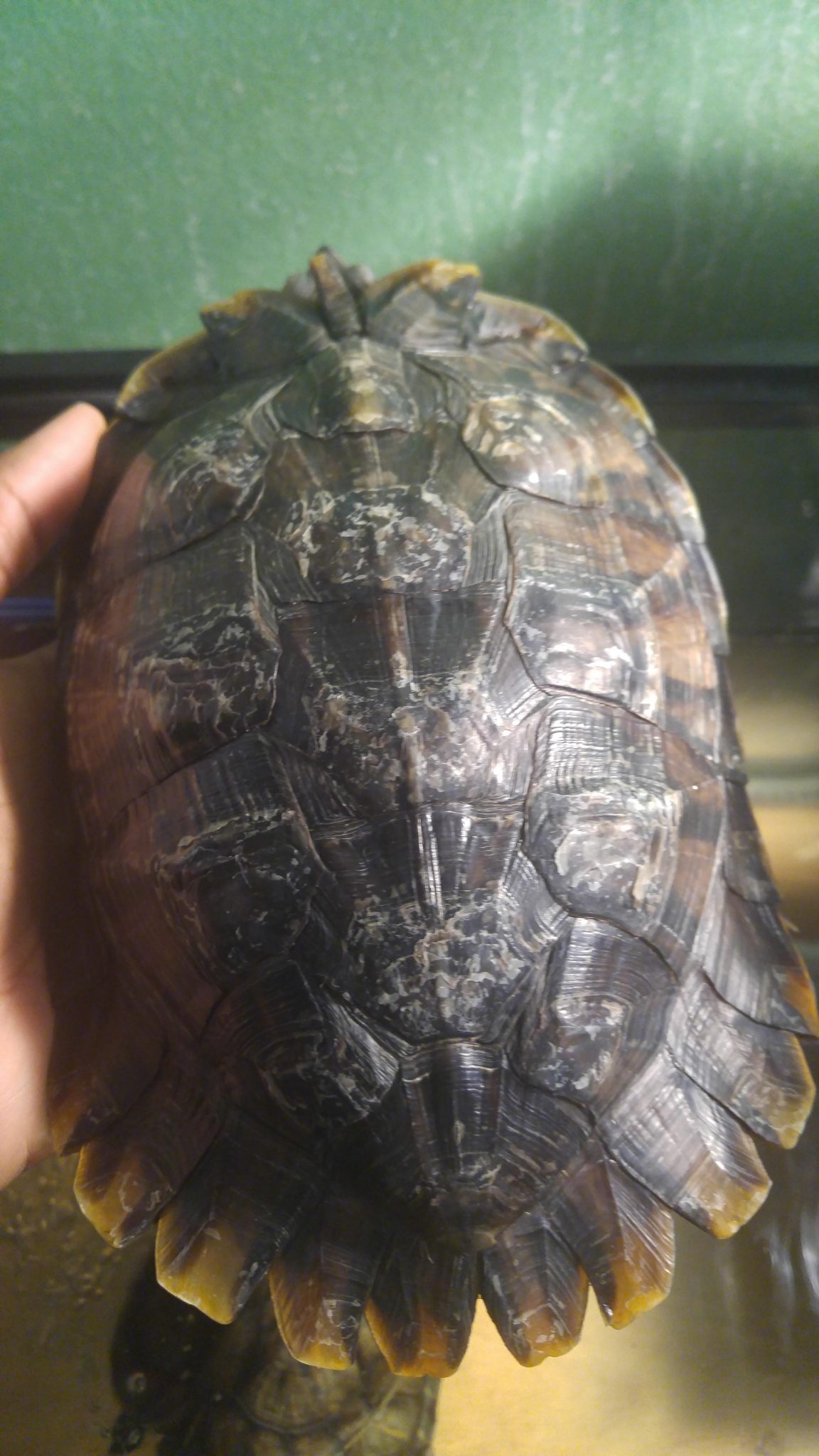 Turtle Shell Rot - Aquariuman