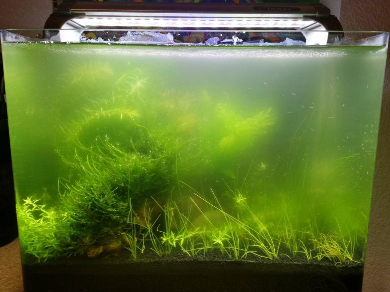 What Causes Algae In A Fish Tank