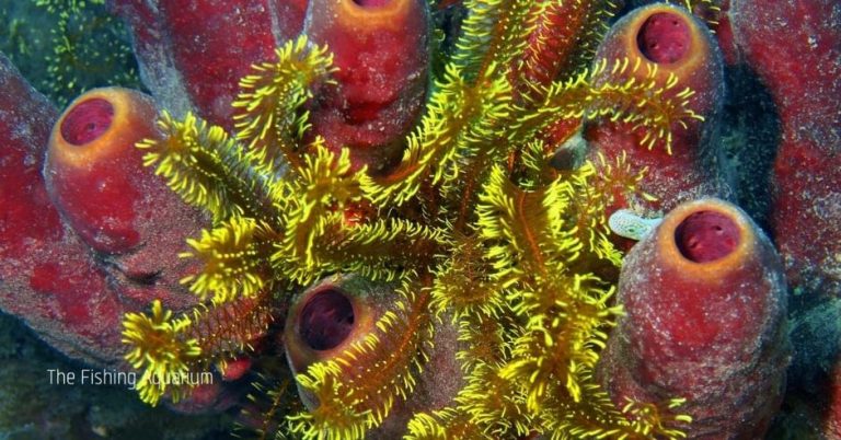 What Eats Sponges In A Reef Tank