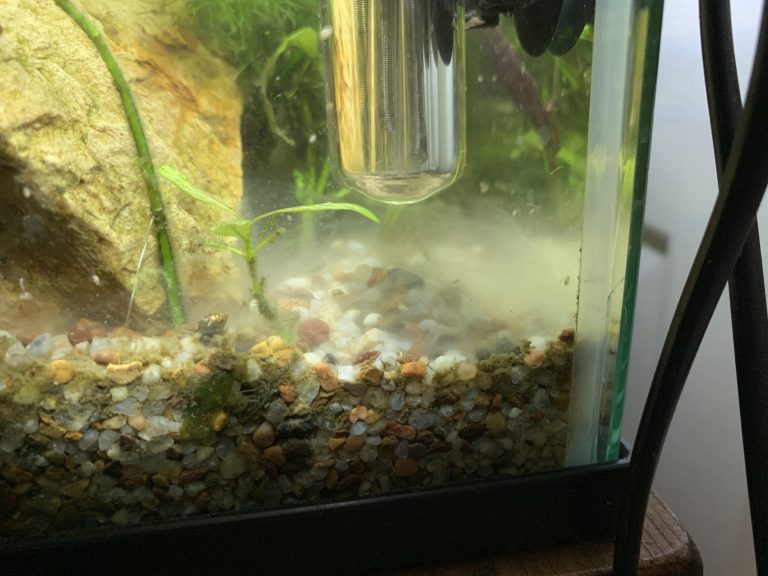 White Slime In Fish Tank