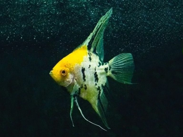 Yellow Head Angelfish