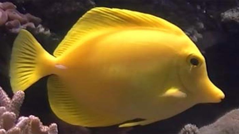 Yellow Tropical Fish