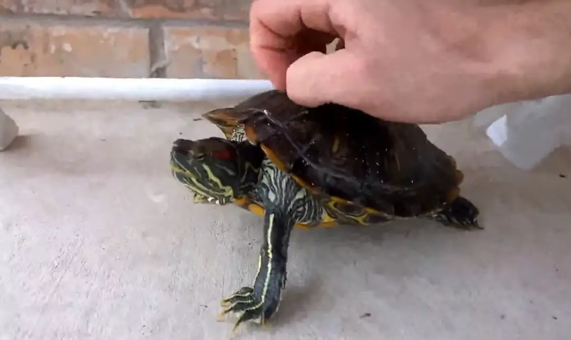 Can Turtles Live Without Their Shell - Aquariuman