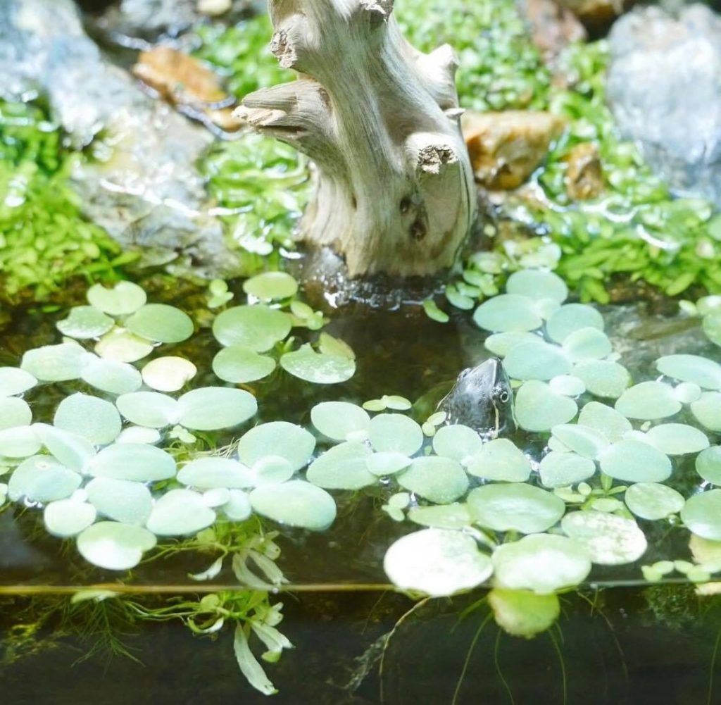 Best Plants For Turtle Tank Aquariuman