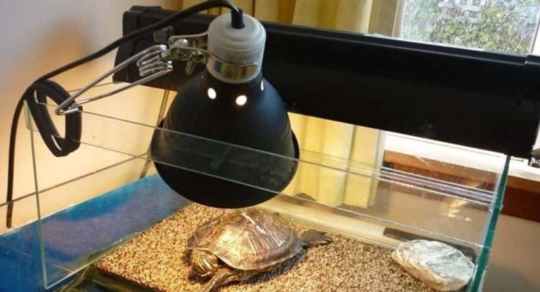 Best Uvb Light For Turtles