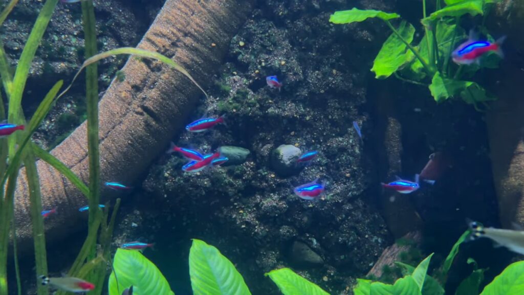 Blue Freshwater Aquarium Fish