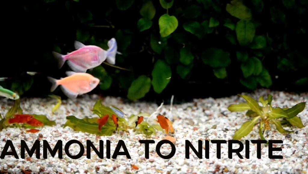 Why are nitrate levels important in a freshwater aquarium?