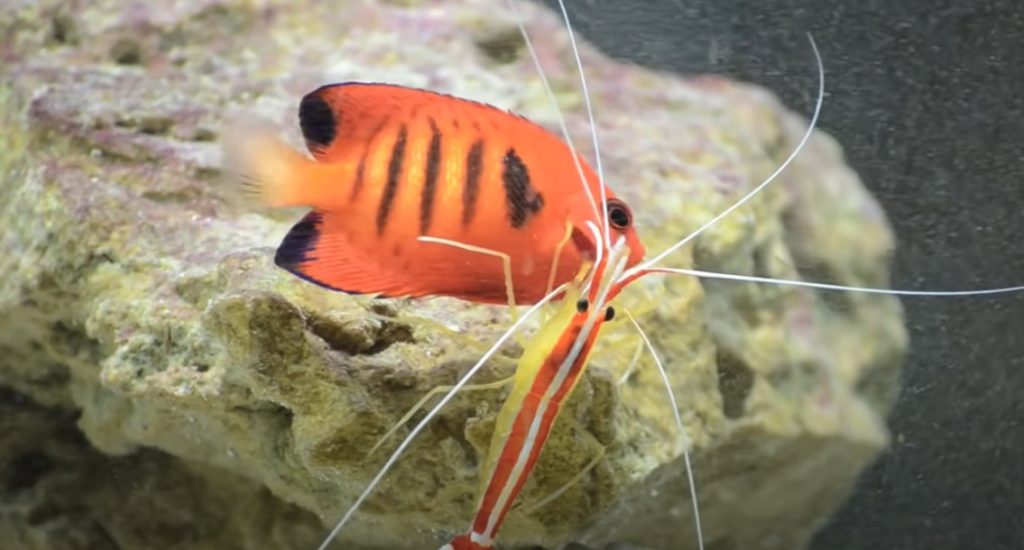 The Cleaner Shrimp's Appearance