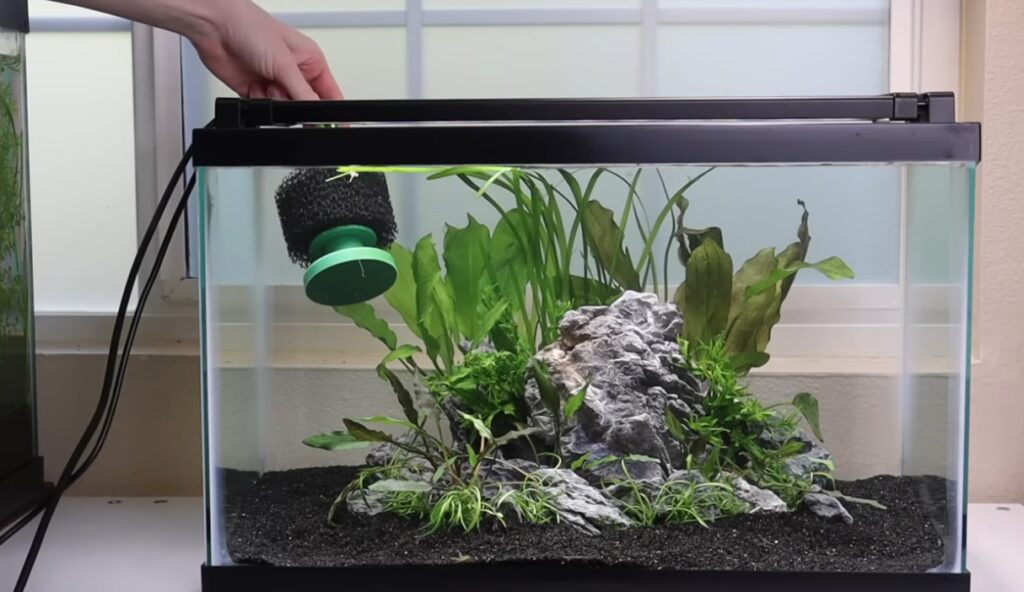 How To Make A Planted Aquarium