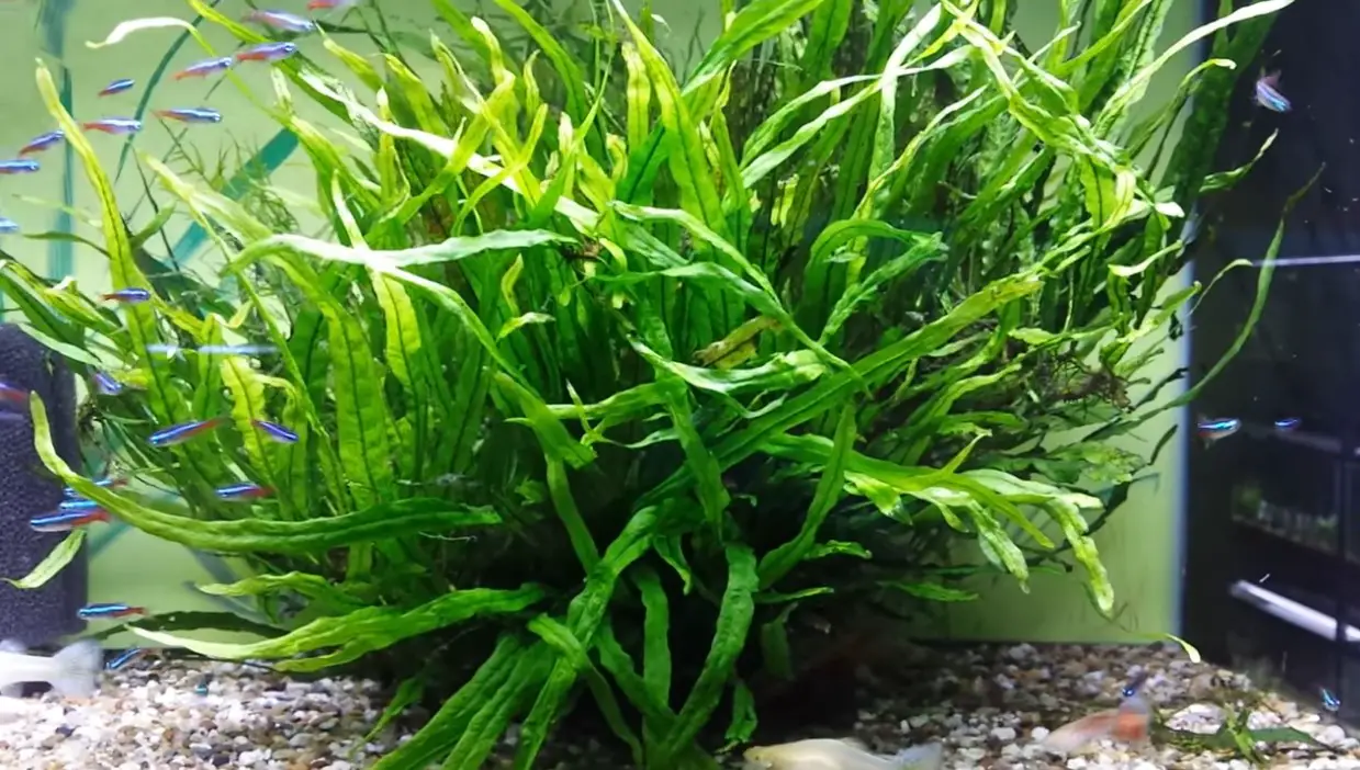 How To Plant Java Fern In Aquarium - Aquariuman