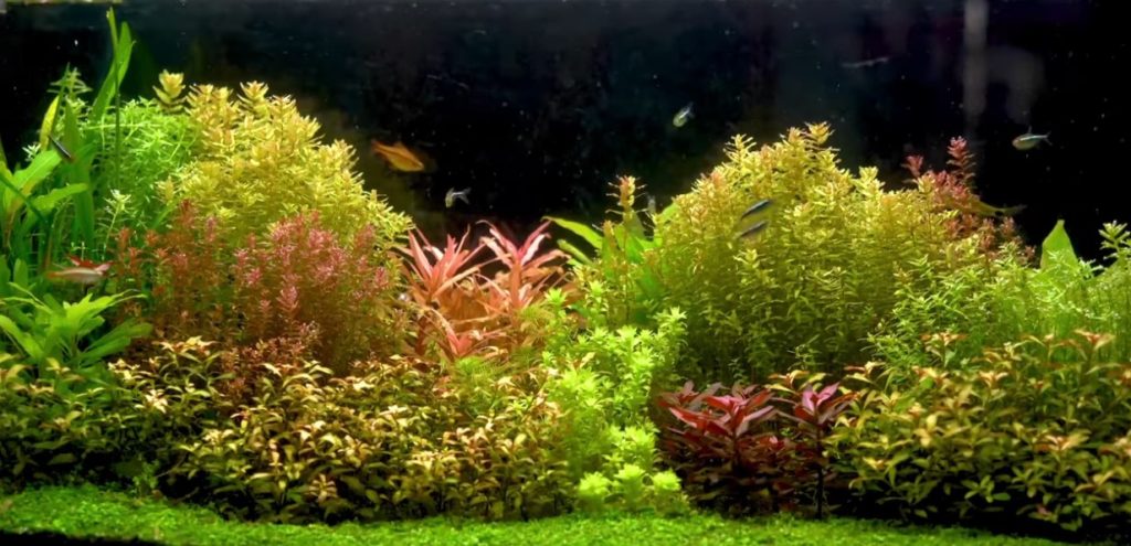 Low Light Aquarium Plants