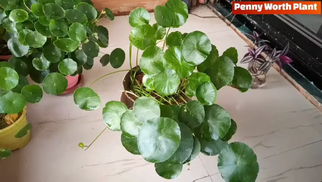 The Anatomy of the Pennywort Plant