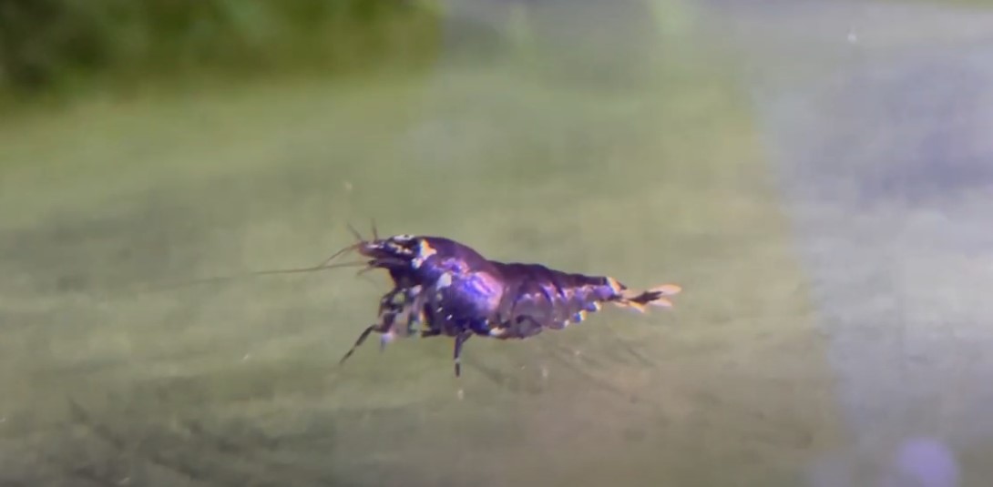 Purple Zebra Shrimp Aquariuman   Purple Zebra Shrimp 