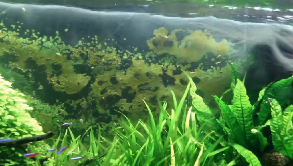 What Causes Rust Colored Algae in Fish Tank