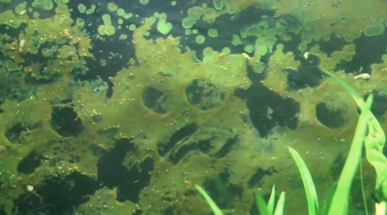 Rust Colored Algae In Fish Tank