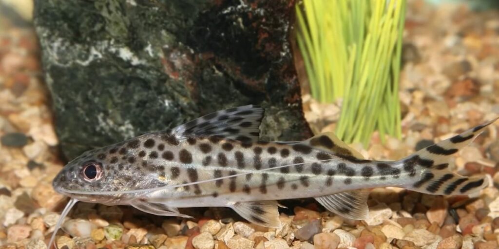 Understanding the Nature of Pictus Catfish