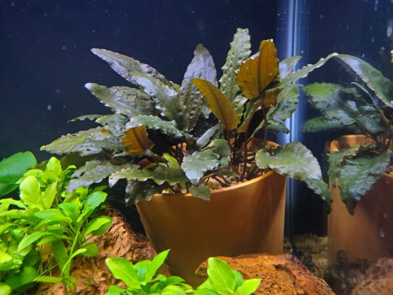 Aquarium Potted Plants