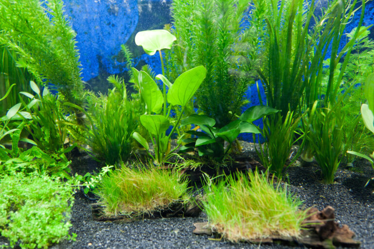 Aquarium Water For Plants