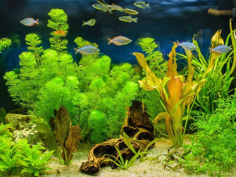 Aquarium With Plants