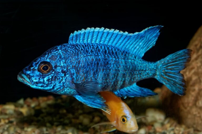 Blue Freshwater Aquarium Fish