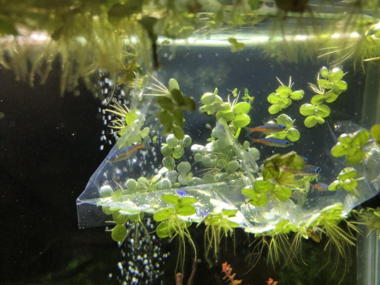 Floating Plants For Freshwater Aquarium
